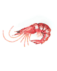 The Trovelore True Shrimp Brooch Pin is a decorative piece hand embroidered in India with red, pink, white, and black beads in a detailed, lifelike pattern against a white background.