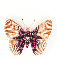 Trovelore Variable False Acraea Butterfly Brooch Pin