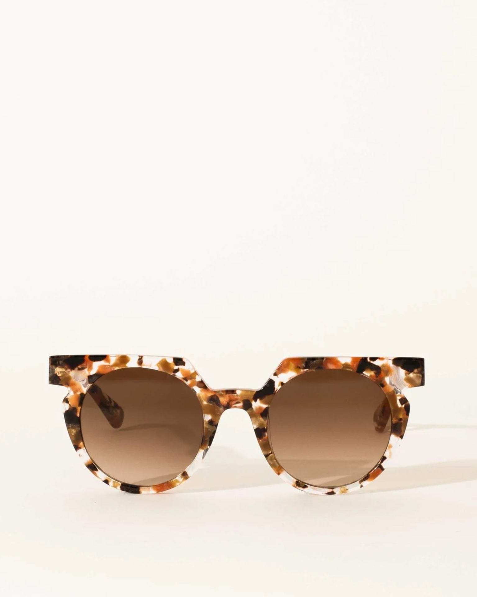 Wolfspout Aster in Terra Fawna Large Tortoise