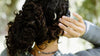 Hair - Bliss Boutiques