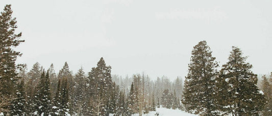 Snow Day