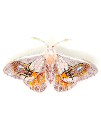 A handmade embroidery Trovelore Drepanid Moth Brooch Pin with patterned wings spread open against a white background.