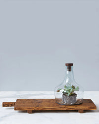 A small plant in a clear glass dome with a brown lid sits on the etúHOME Bordeaux Footed Tray, enhancing the marble surface with a rustic modern flair.